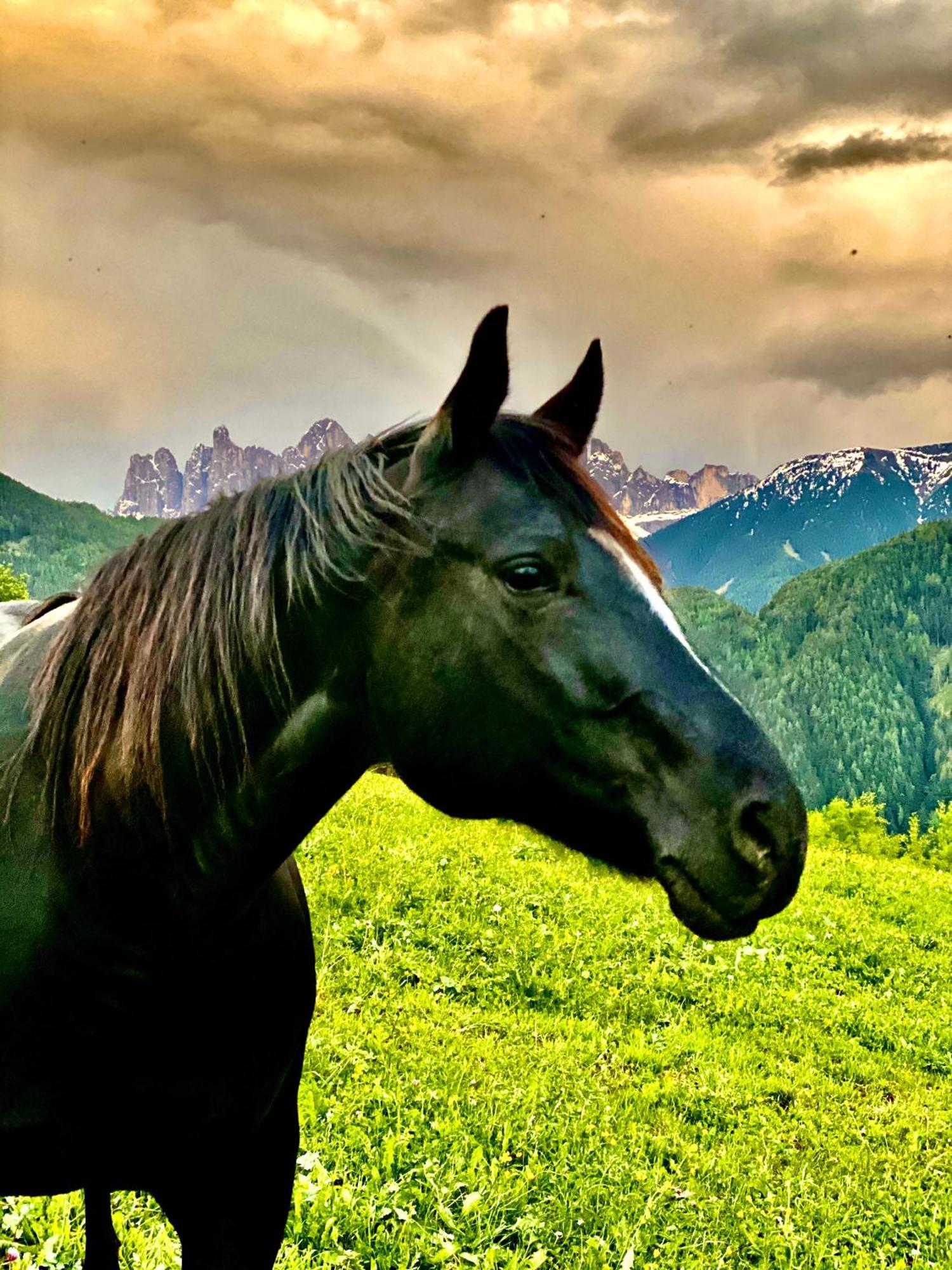 Oberprantschoellhof - Horse Mountain Stable Bressanone Esterno foto