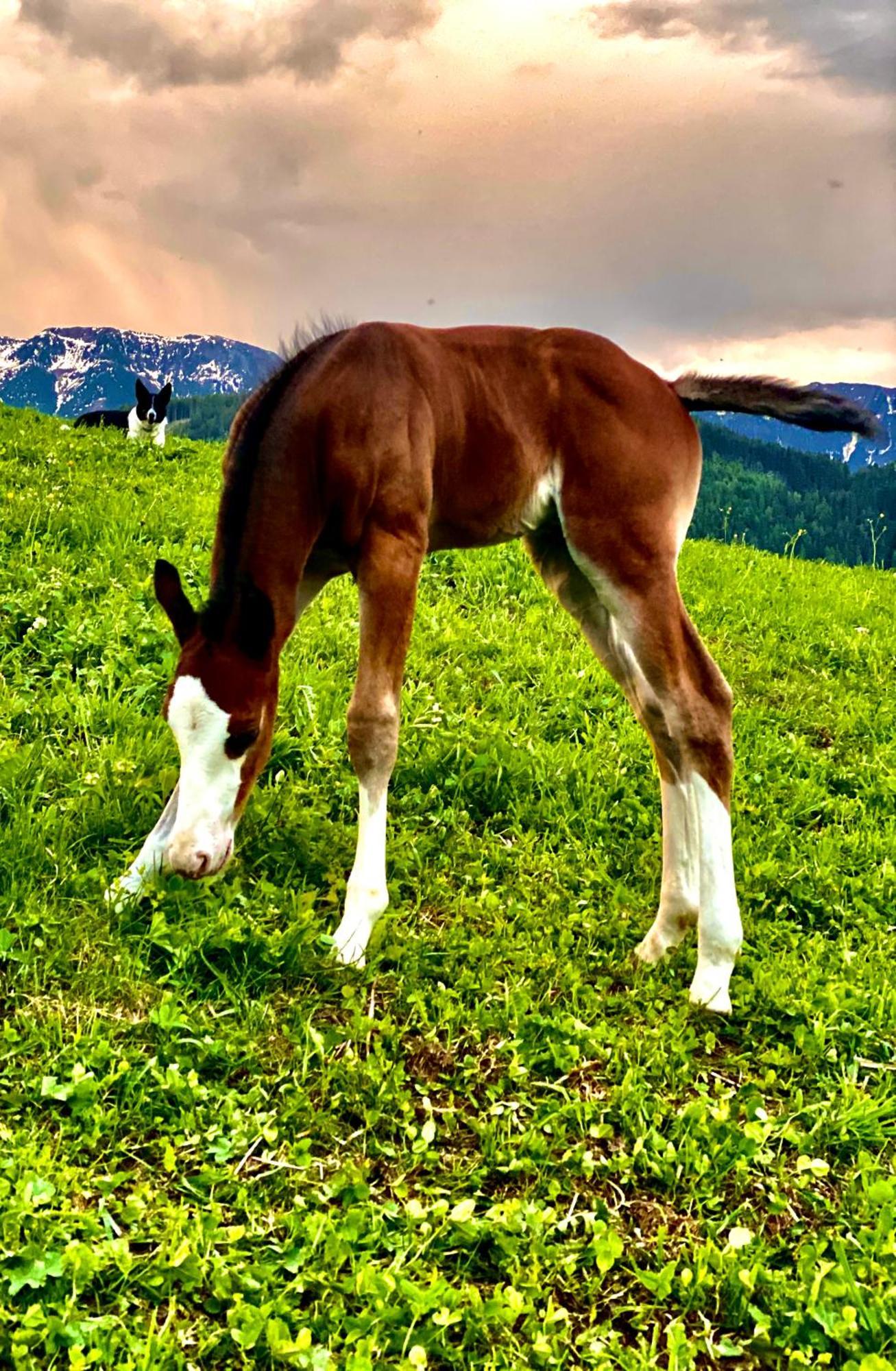 Oberprantschoellhof - Horse Mountain Stable Bressanone Esterno foto